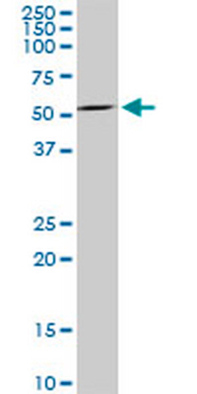 Anti-MAG Mouse mAb (3C7)