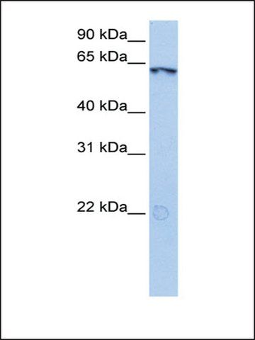 Anti-LIN9 (AB1) antibody produced in rabbit