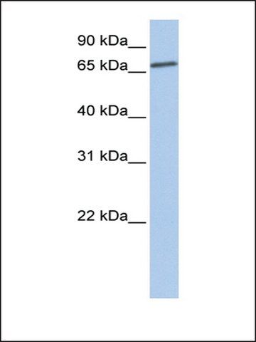 Anti-LSS (AB1) antibody produced in rabbit