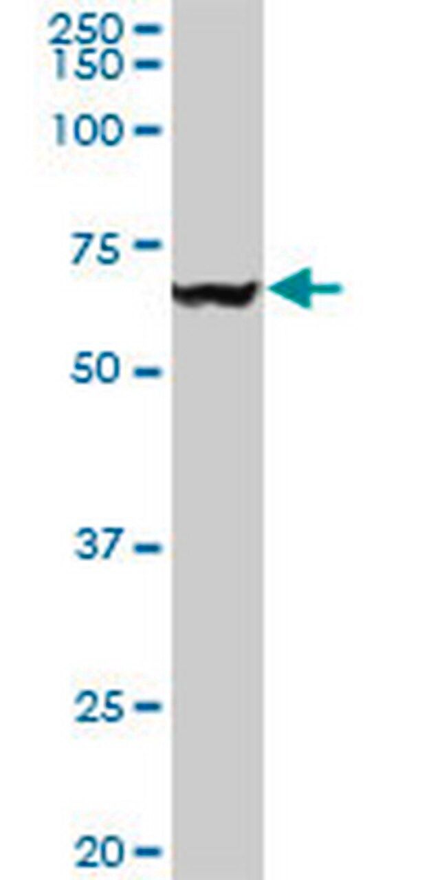 Anti-VCP Mouse mAb (4A8)