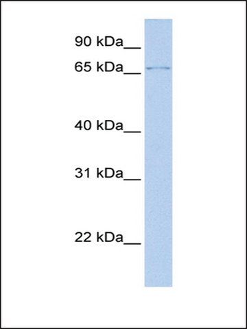 Anti-ZFP64 (AB2) antibody produced in rabbit