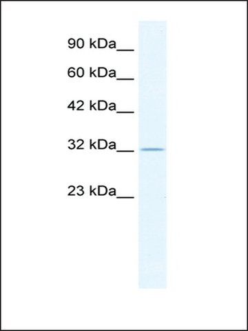 Anti-ZFP36 (AB1) antibody produced in rabbit