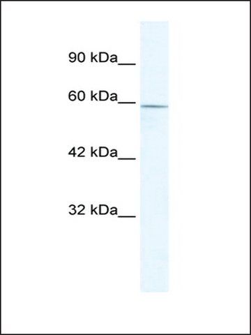 Anti-ZBTB7C antibody produced in rabbit