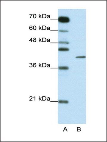 Anti-ZFP42 antibody produced in rabbit