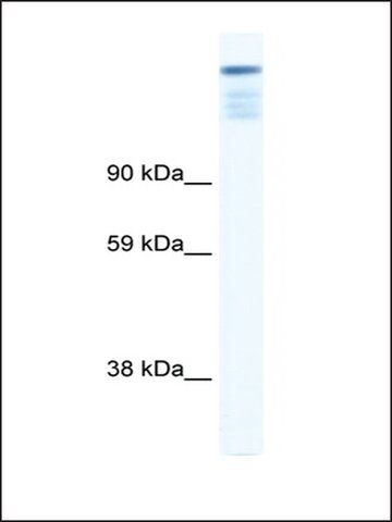 Anti-ZFP106 antibody produced in rabbit