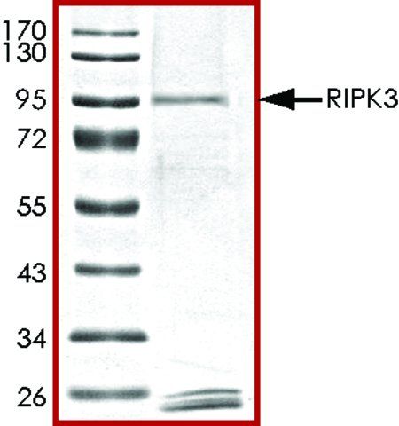 RIPK3, active, GST tagged human