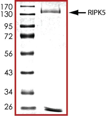 RIPK5, active, GST tagged human