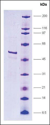 RNA Polymerase II, p33 subunit, GST tagged human