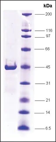 RNA Polymerase II, RPB8 subunit, GST tagged human