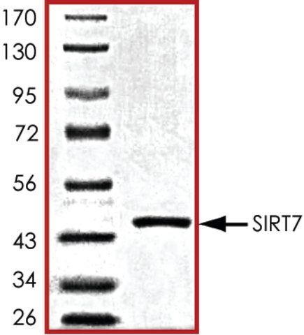 SIRT7, active, His tagged human