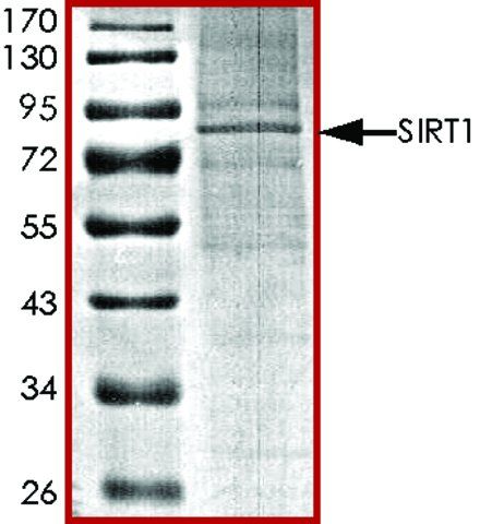 SIRT1, active, His tagged human