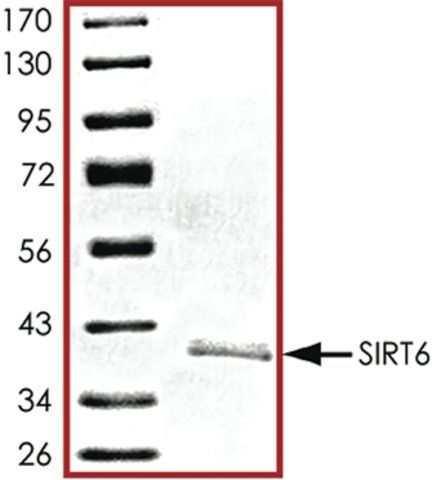 SIRT6, active, His tagged human