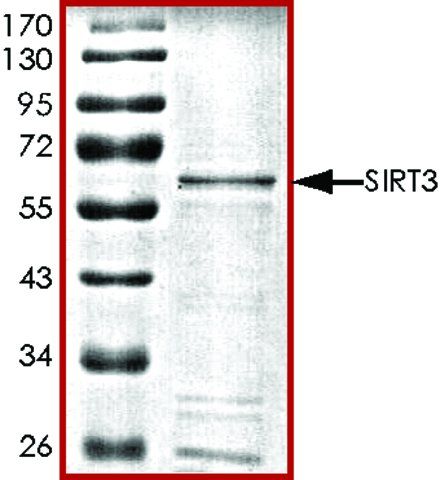 SIRT3, active, GST tagged human