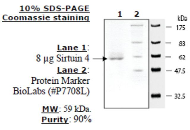 Sirtuin 4 human