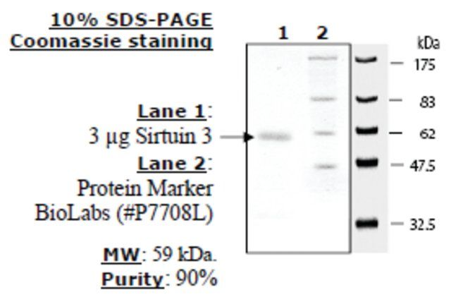 Sirtuin 3 human