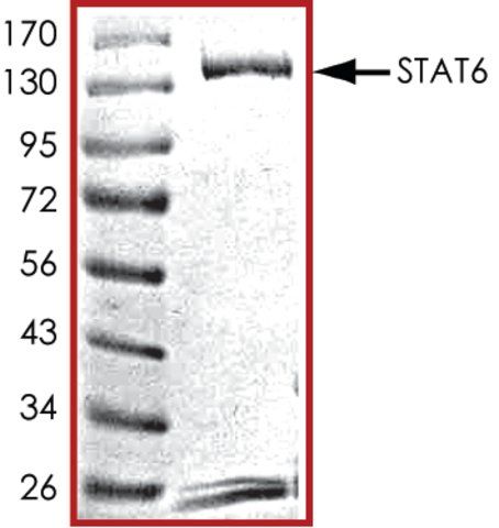 STAT6, GST tagged human