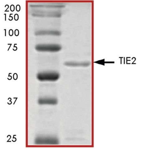 TIE2 (771-end), active, GST tagged human