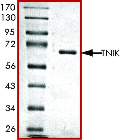 TNIK, active, GST tagged human