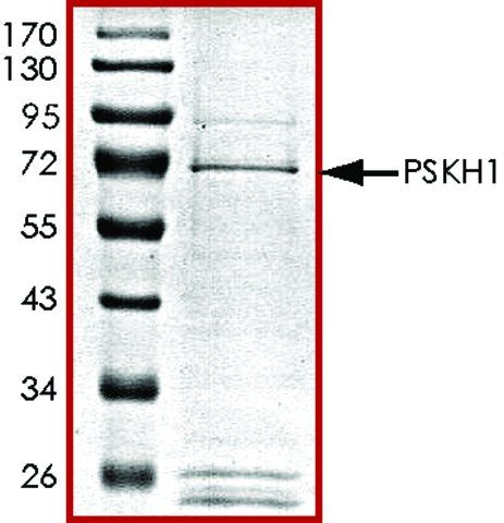 PSKH1, GST tagged human