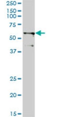 Monoclonal Anti-TRIM23, (N-terminal) antibody produced in mouse