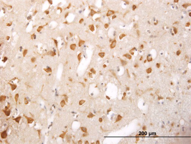 Monoclonal Anti-TRIM25 antibody produced in mouse