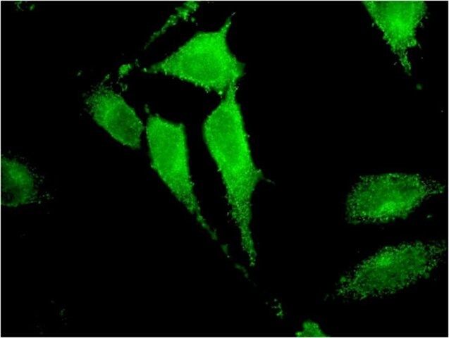 Monoclonal Anti-TRIM17 antibody produced in mouse