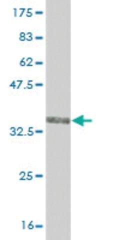 Monoclonal Anti-TRIM49 antibody produced in mouse