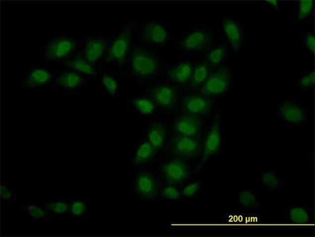 Monoclonal Anti-TRIM33 antibody produced in mouse