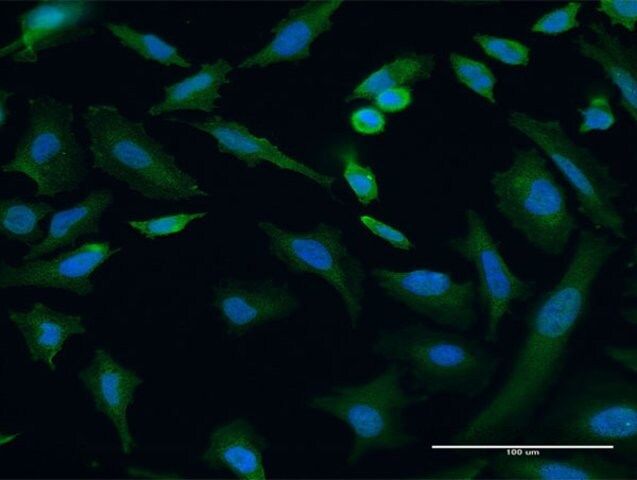 Monoclonal Anti-TRIP6, (N-terminal) antibody produced in mouse