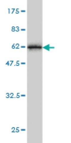 Monoclonal Anti-TSSK3 antibody produced in mouse