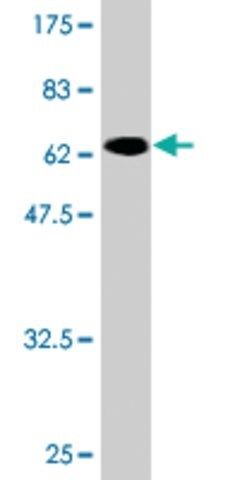 Monoclonal Anti-TRIB2 antibody produced in mouse