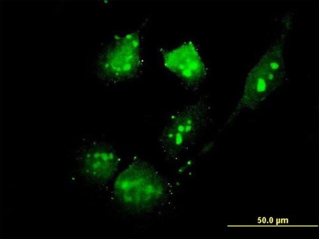 Monoclonal Anti-TSC22D4 antibody produced in mouse