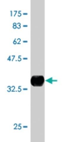 Monoclonal Anti-TROVE2, (N-terminal) antibody produced in mouse