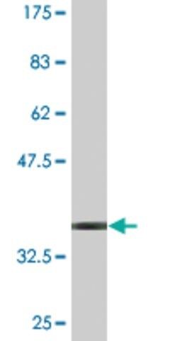 Monoclonal Anti-TSPAN1 antibody produced in mouse