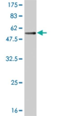 Monoclonal Anti-TREM1, (C-terminal) antibody produced in mouse