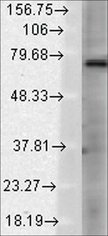 Monoclonal Anti-TRPV3 antibody produced in mouse