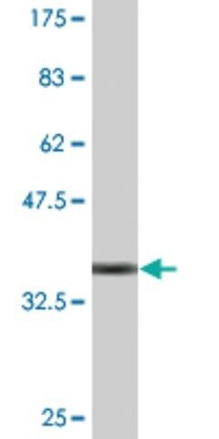 Monoclonal Anti-TRIM26 antibody produced in mouse