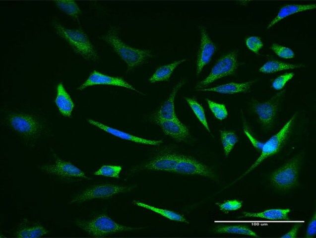 Monoclonal Anti-TRIM36 antibody produced in mouse