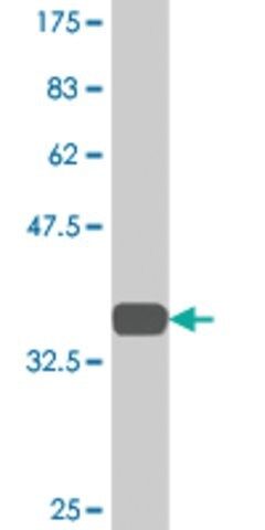 Monoclonal Anti-TSPAN2 antibody produced in mouse