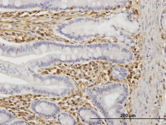 Monoclonal Anti-TRIM16 antibody produced in mouse