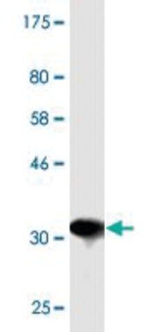 Monoclonal Anti-TSPAN32, (C-terminal) antibody produced in mouse