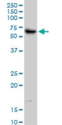 Monoclonal Anti-TRIM55 antibody produced in mouse