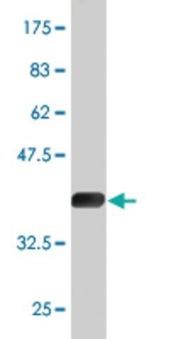 Monoclonal Anti-TSKS antibody produced in mouse