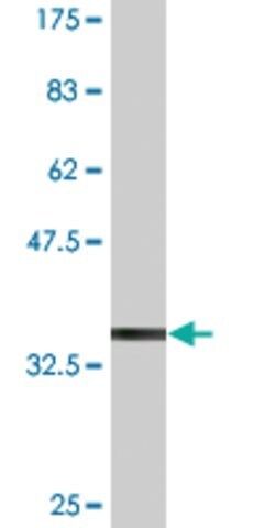 Monoclonal Anti-TSPAN2 antibody produced in mouse