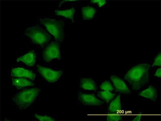 Monoclonal Anti-TXN antibody produced in mouse