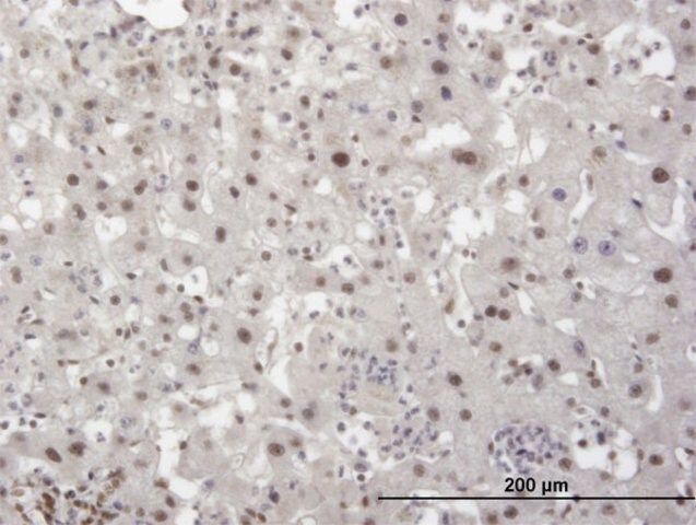 Monoclonal Anti-TRIM28 antibody produced in mouse