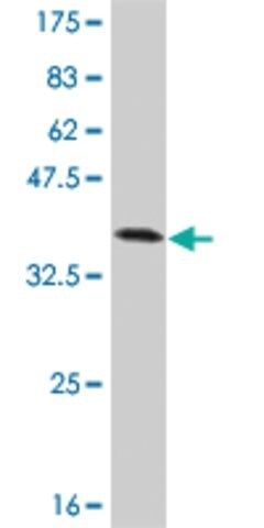 Monoclonal Anti-TXK antibody produced in mouse