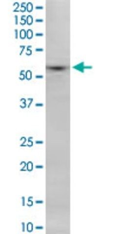 Monoclonal Anti-SNX8 antibody produced in mouse