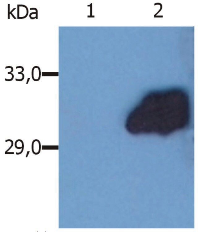 Monoclonal Anti-SOCS3 antibody produced in mouse