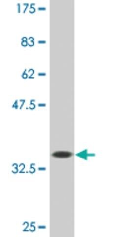 Monoclonal Anti-TBX2, (C-terminal) antibody produced in mouse